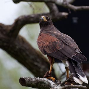 Preview wallpaper hawk, bird, predator, brown, wildlife
