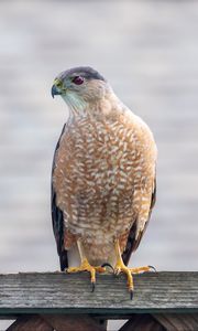 Preview wallpaper hawk, bird, predator, glance