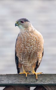 Preview wallpaper hawk, bird, predator, glance