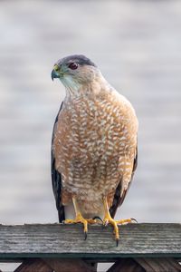 Preview wallpaper hawk, bird, predator, glance