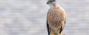 Preview wallpaper hawk, bird, predator, glance