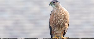 Preview wallpaper hawk, bird, predator, glance