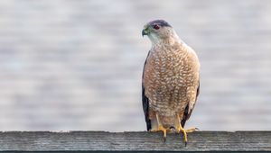 Preview wallpaper hawk, bird, predator, glance