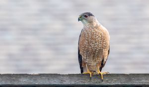 Preview wallpaper hawk, bird, predator, glance