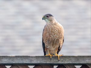 Preview wallpaper hawk, bird, predator, glance