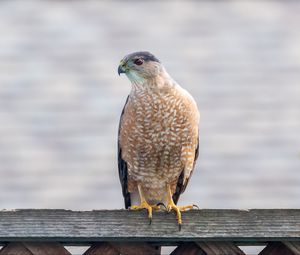 Preview wallpaper hawk, bird, predator, glance