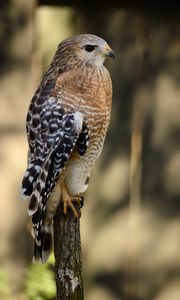 Preview wallpaper hawk, bird, predator, glance, blur