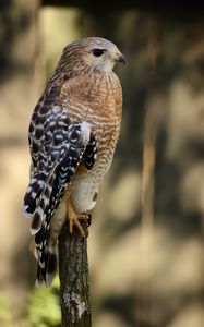 Preview wallpaper hawk, bird, predator, glance, blur