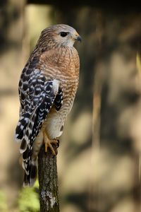 Preview wallpaper hawk, bird, predator, glance, blur