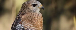 Preview wallpaper hawk, bird, predator, glance, blur