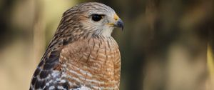 Preview wallpaper hawk, bird, predator, glance, blur