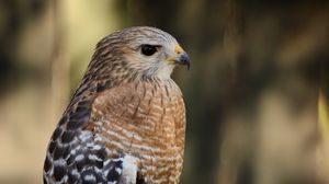 Preview wallpaper hawk, bird, predator, glance, blur