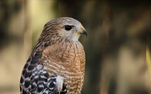 Preview wallpaper hawk, bird, predator, glance, blur