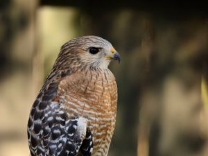Preview wallpaper hawk, bird, predator, glance, blur