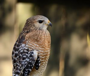 Preview wallpaper hawk, bird, predator, glance, blur
