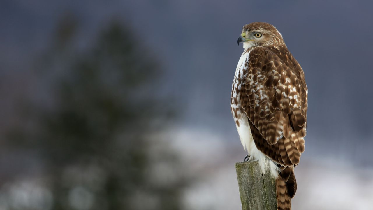 Wallpaper hawk, bird, predator, tree stump