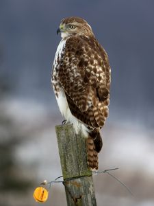 Preview wallpaper hawk, bird, predator, tree stump