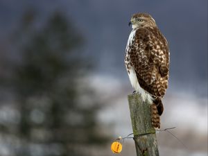 Preview wallpaper hawk, bird, predator, tree stump