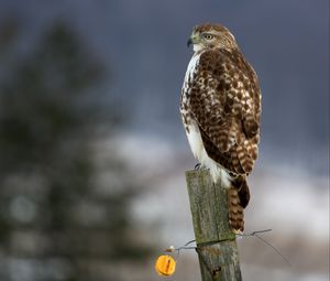 Preview wallpaper hawk, bird, predator, tree stump