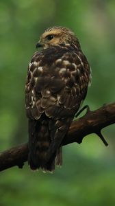 Preview wallpaper hawk, bird, predator, glance, branch