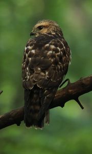Preview wallpaper hawk, bird, predator, glance, branch
