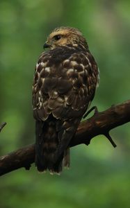 Preview wallpaper hawk, bird, predator, glance, branch