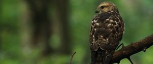 Preview wallpaper hawk, bird, predator, glance, branch
