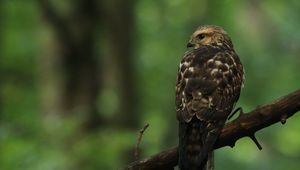 Preview wallpaper hawk, bird, predator, glance, branch