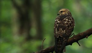 Preview wallpaper hawk, bird, predator, glance, branch