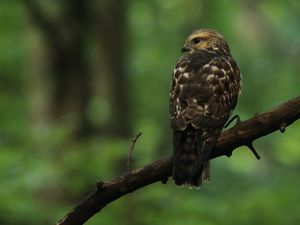 Preview wallpaper hawk, bird, predator, glance, branch