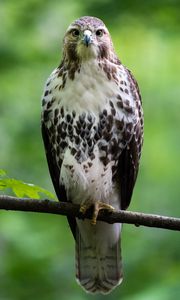 Preview wallpaper hawk, bird, predator, branch, glance