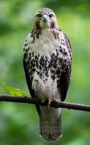 Preview wallpaper hawk, bird, predator, branch, glance