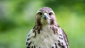 Preview wallpaper hawk, bird, predator, branch, glance