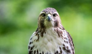 Preview wallpaper hawk, bird, predator, branch, glance