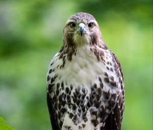 Preview wallpaper hawk, bird, predator, branch, glance