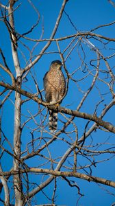 Preview wallpaper hawk, bird, predator, tree