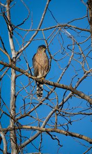 Preview wallpaper hawk, bird, predator, tree