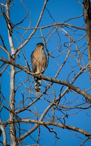 Preview wallpaper hawk, bird, predator, tree