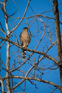 Preview wallpaper hawk, bird, predator, tree
