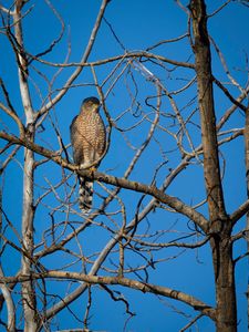 Preview wallpaper hawk, bird, predator, tree