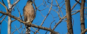 Preview wallpaper hawk, bird, predator, tree