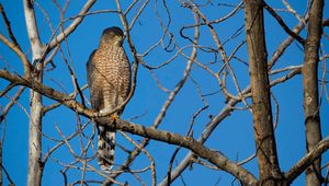 Preview wallpaper hawk, bird, predator, tree