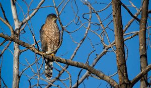 Preview wallpaper hawk, bird, predator, tree
