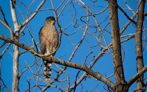Preview wallpaper hawk, bird, predator, tree
