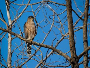 Preview wallpaper hawk, bird, predator, tree