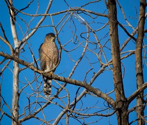 Preview wallpaper hawk, bird, predator, tree