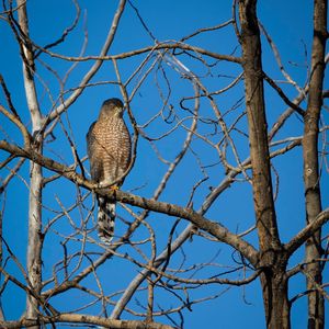 Preview wallpaper hawk, bird, predator, tree