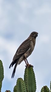 Premium Photo | Hawk landing on a rock in the snow generative ai