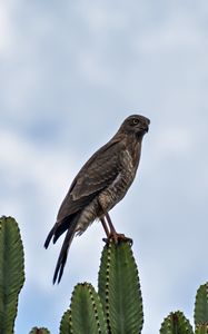 Preview wallpaper hawk, bird, predator, cactus