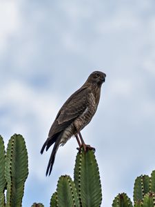 Preview wallpaper hawk, bird, predator, cactus